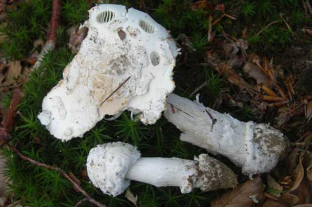 Amanita eliae    Qulet